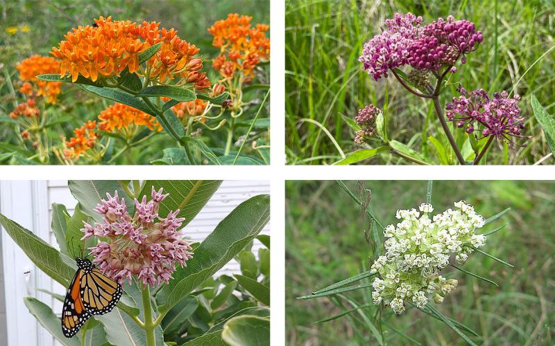 Four common, native milkweed plants: butterfly weed, swamp milkweed, common milkweed and whorled milkweed.