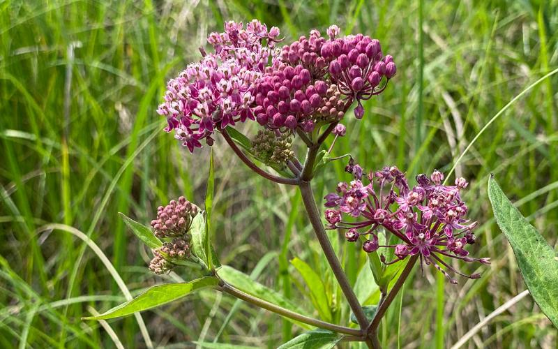 Green plant with thin, pointed leaves and a dark stem. The main stem and its offshoots are topped with pink flowers and dark pink buds.