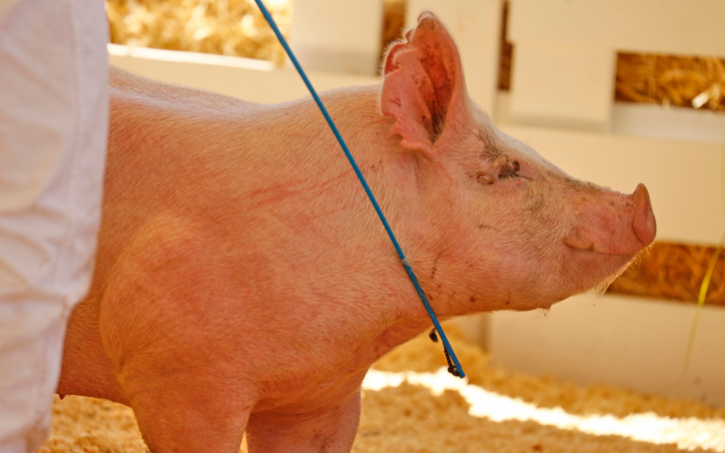 Pig being shown at county fair