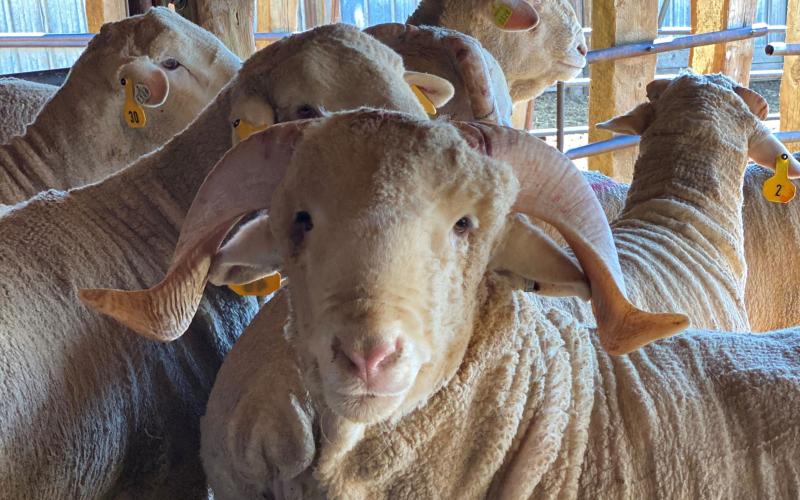 Rambouillet ram consigned to Dakota Ram Test.
