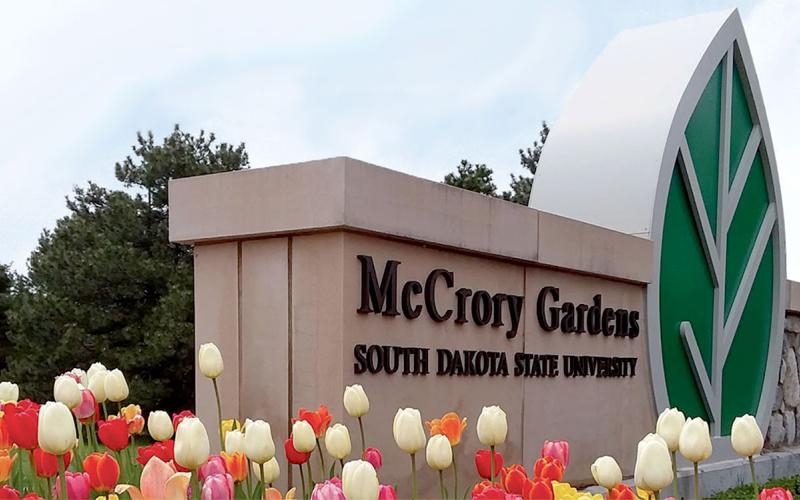 Tulips blooming near the entrance to McCrory Gardens.