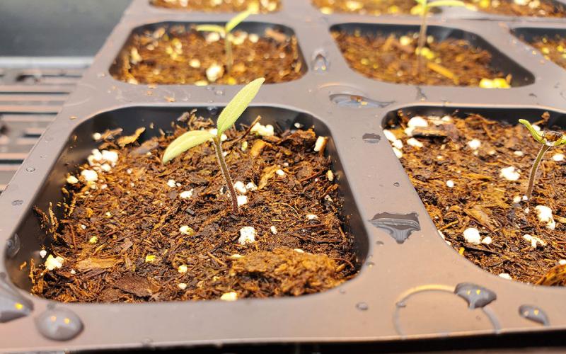 Very young tomato plants with only two leaves growing from potting media inside of black packs.