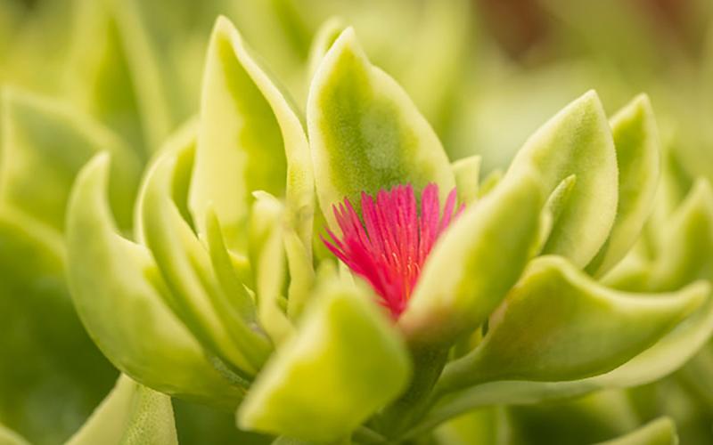 A close-up photo of a plant with thick, waxy leaves that are pointed. There is a pink, feathery flower in the center of the waxy leaves.