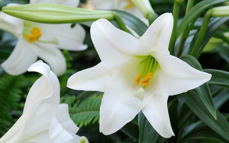 White, Easter lily flower in bloom at a greenhouse.
