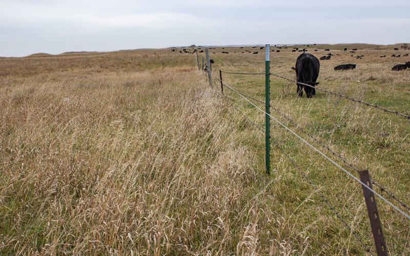 Cattle grazing rangeland divided by a fence for rotational grazing.
