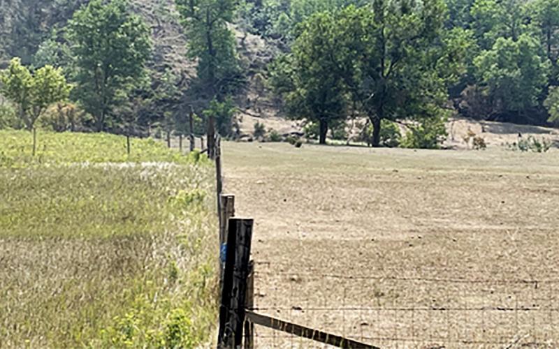 Two pastures separated by a fence. The right pasture is severely overgrazed, while the neighboring pasture has more cover, but has also developed an invasive weed problem.
