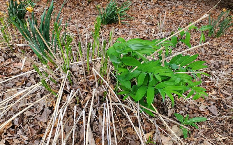 Green leaves emerge from the soil as old brown stems are falling over in a garden covered in brown leaves.