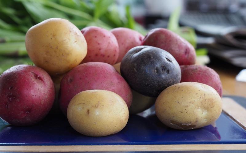 A variety of different potatoes arranged on a blue cutting board.