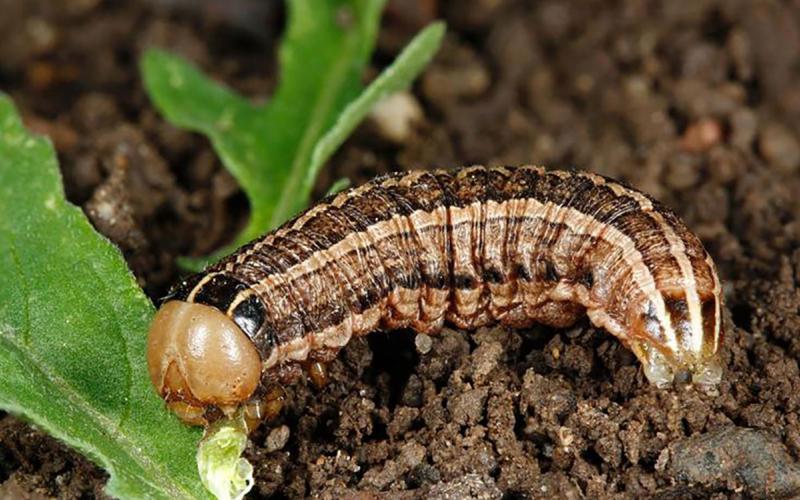 Caterpillar with brown and black stripes running down the length of its body. The caterpillar has a tan head and is feeding on green plant material.