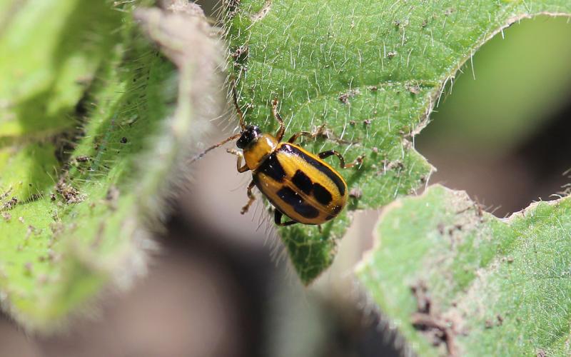 A yellow beetle with a black head, and square black markings on its back standing on a soybean leaf.