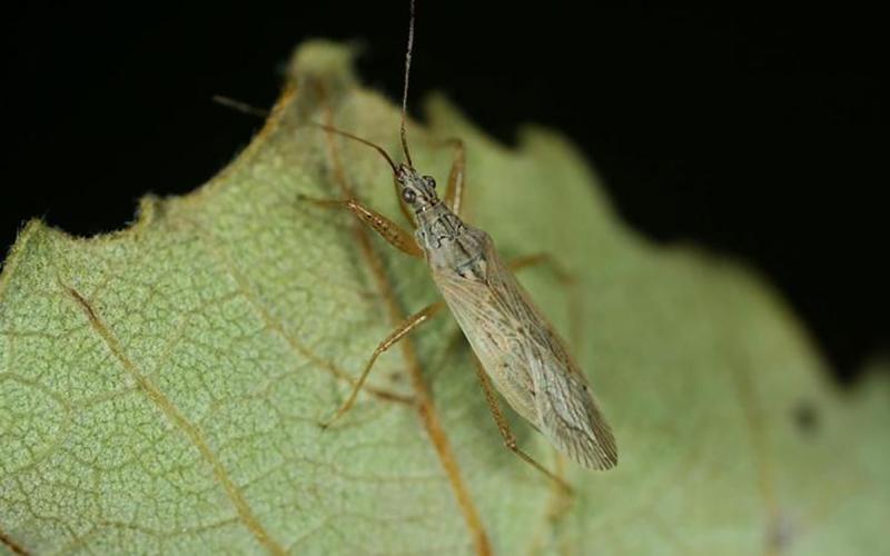 Small, slender, tan bug on a green leaf