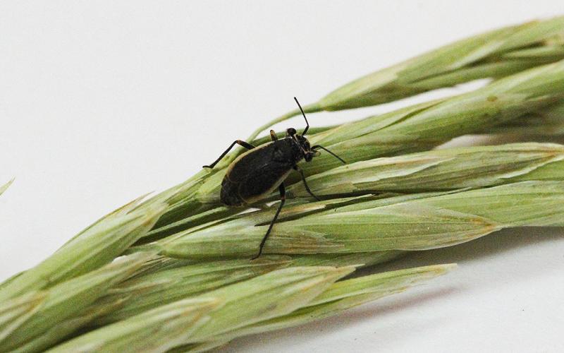A small black bug with tan margins on its wings resting on a grass seed head.
