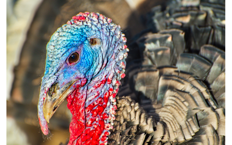 Close up of a turkey