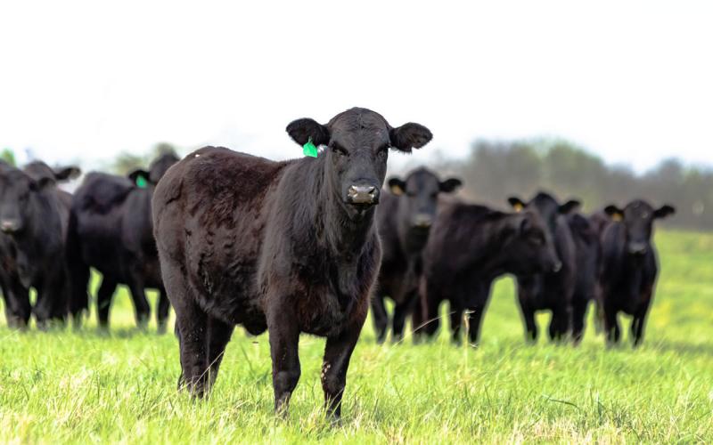 Black angus cowherd in spring pasture.