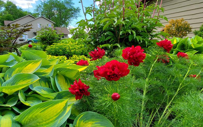 Bright green, smooth Hosta leaves, and ferny foliage with bright red peony flowers in a garden.