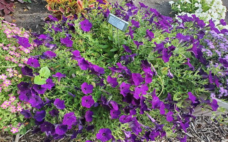 Petunia plant with deep purple flowers.