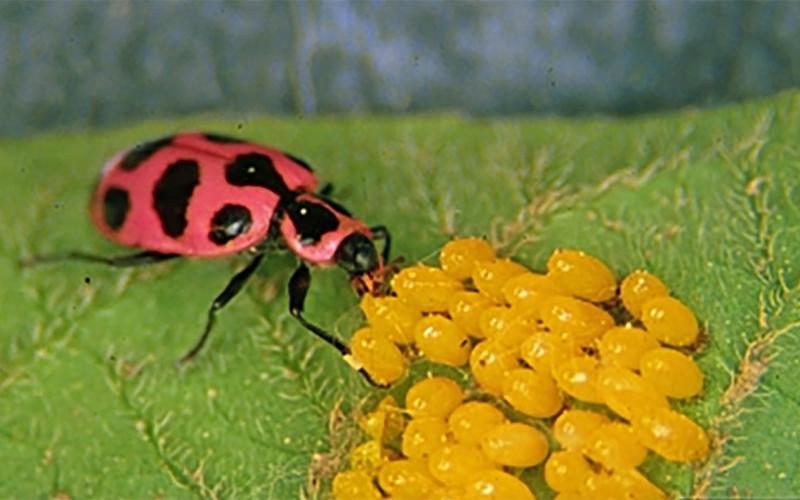 Pink beetle with black spots feeding on oblong, yellow eggs.