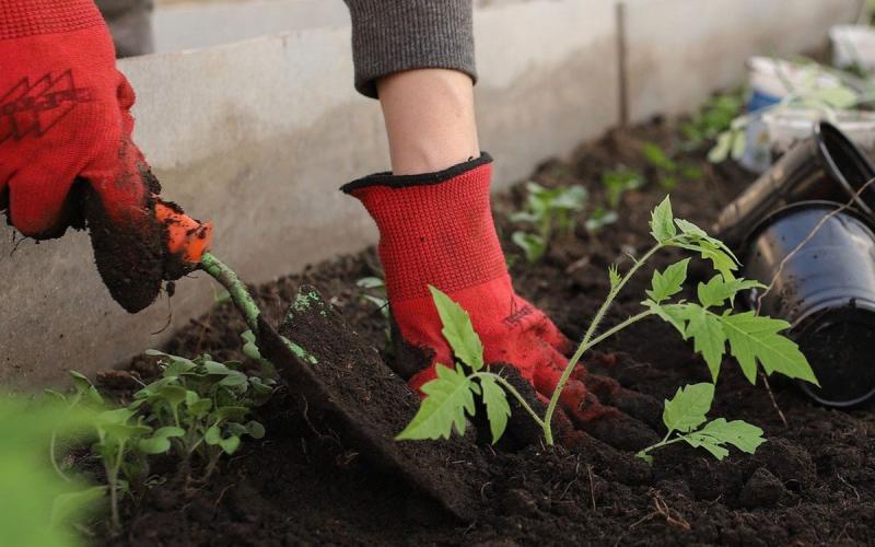 Gardener planting a tomato transplant up to its first set of leaves.
