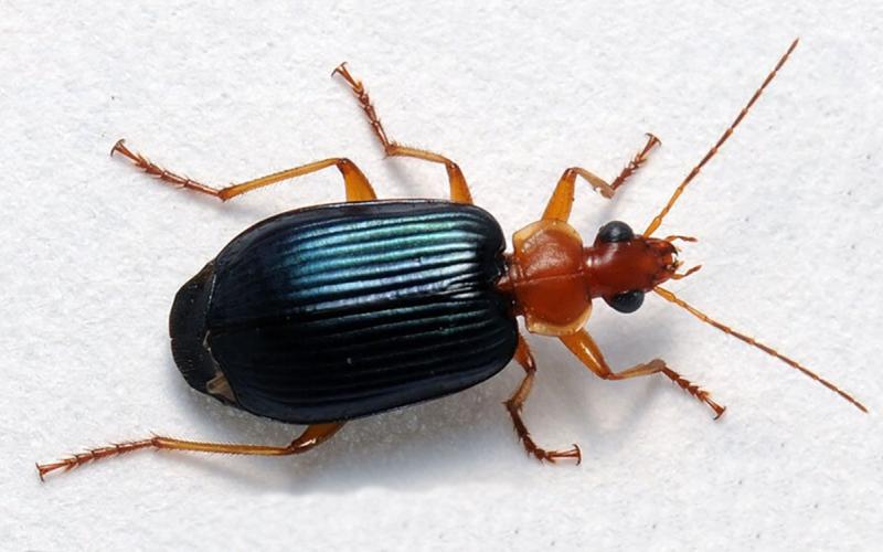 Top profile of an insect with an orange head and second body segment, and a shiny, almost iridescent black abdomen.