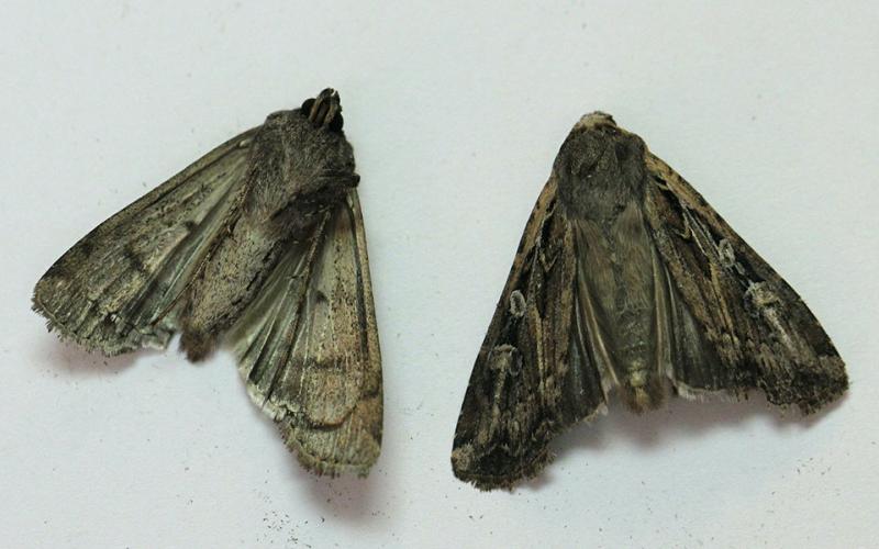 A pair of brown moths with light markings present on their wings.