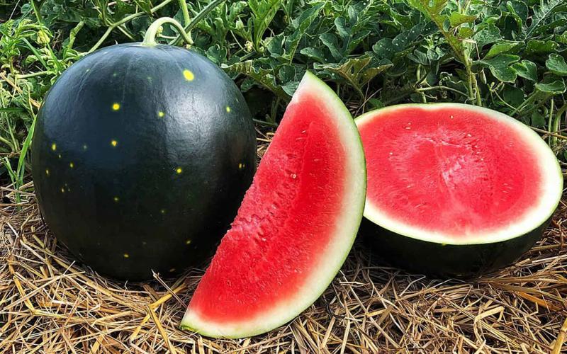 Century Star watermelon on display.