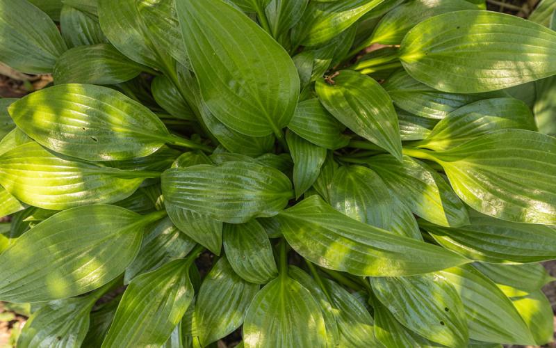 Hostas growing under filtered light beneath a tree.