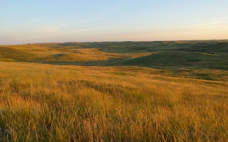 Vast, rolling rangeland with spring plant growth.