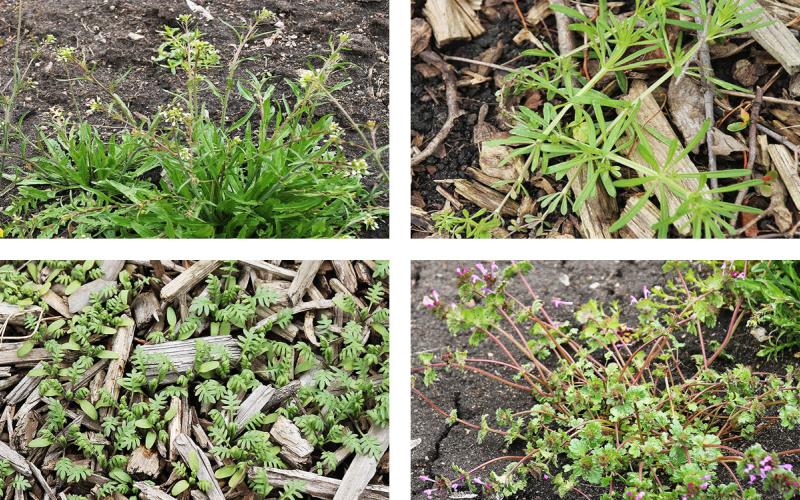 Four common spring weeds: Shepherd’s Purse, Catchweed Bedstraw, Waterpod and Henbit.