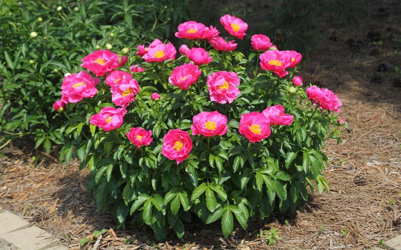 A lush green bush with bright pink flowers.