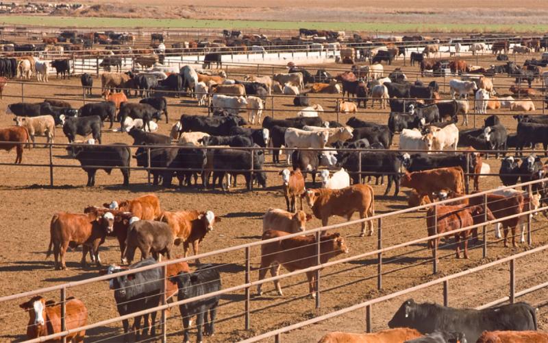 Large groups of mixed cattle in a feedlot.