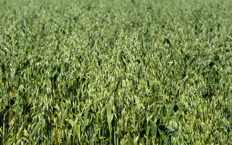Oats growing in a field.
