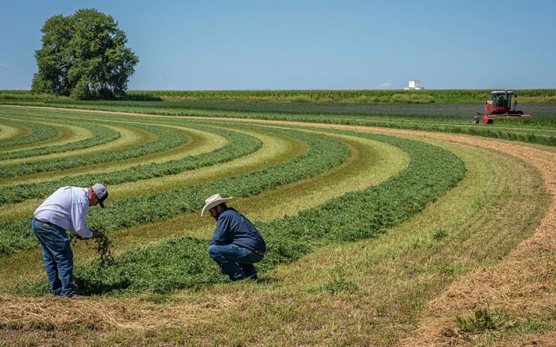 Two producers inspecting freshly cut alfalfa in a field.