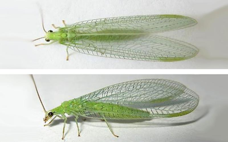 Multiple views of a green lacewing adult. The adult has a bright green body and large metallic eyes. The wings are translucent with green venation.