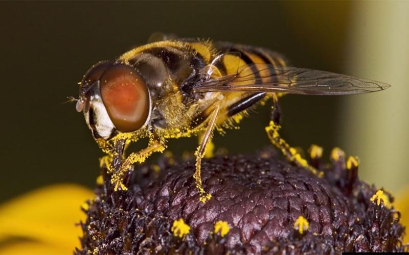 A black and yellow striped fly with large red eyes resting on a flower. The fly is covered in yellow pollen.