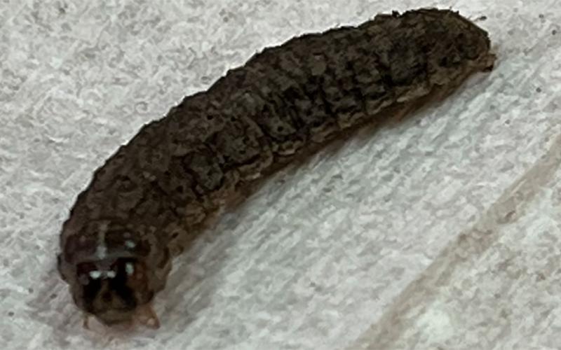 Dark colored caterpillar with two distinct black lines on head capsule.