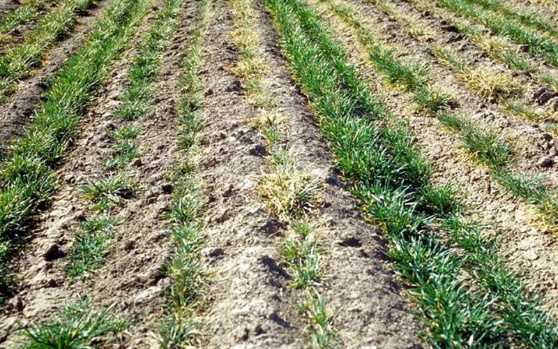 Wheat field that is turning yellow due to mite infestation.