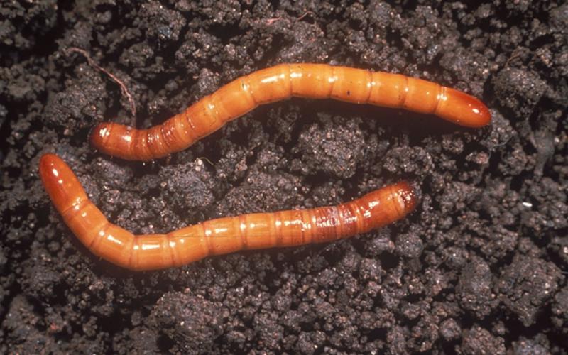 Brown to orange worm like insect larvae on brown soil.