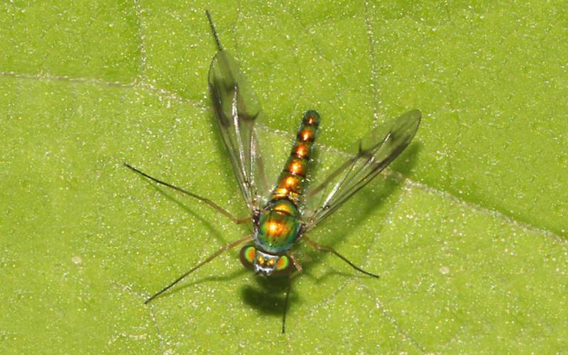 A fly with a metallic body, long legs, and clear wings with smoky markings.