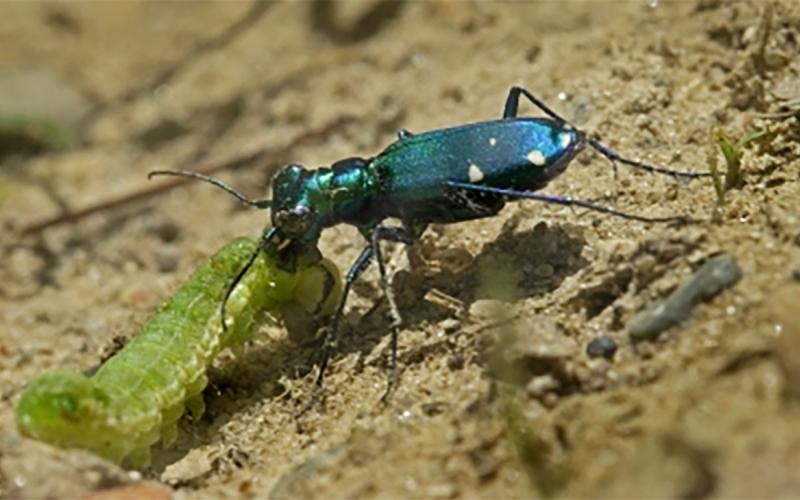 A metallic blue-green tiger beetle feeding on a light green caterpillar.