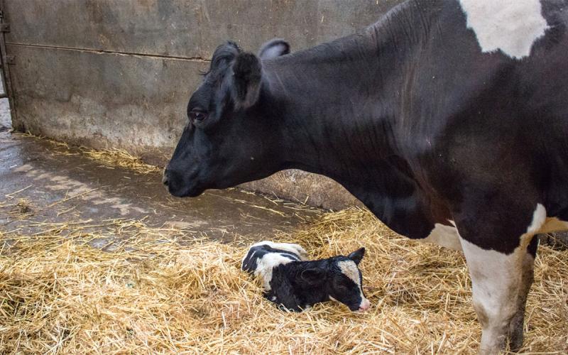 Newborn dairy calf and mother cow.