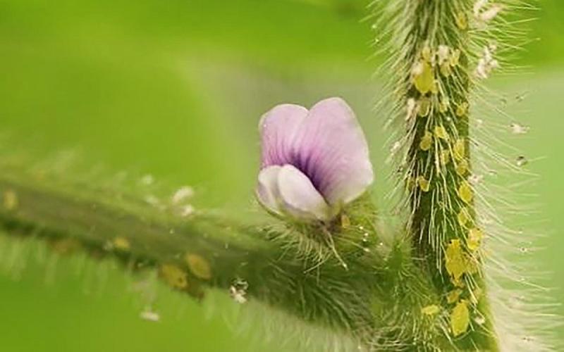 Small, green teardrop shaped insects on a green, soybean stem with pink flower.