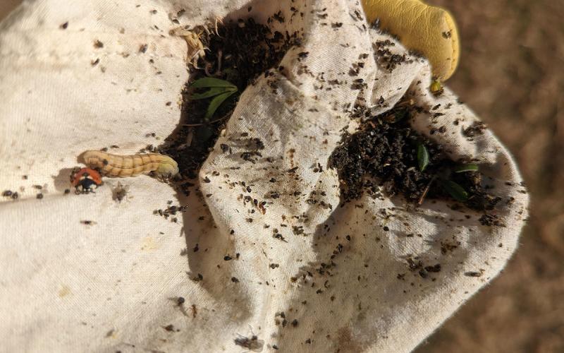 White canvas material covered in dark colored aphids.