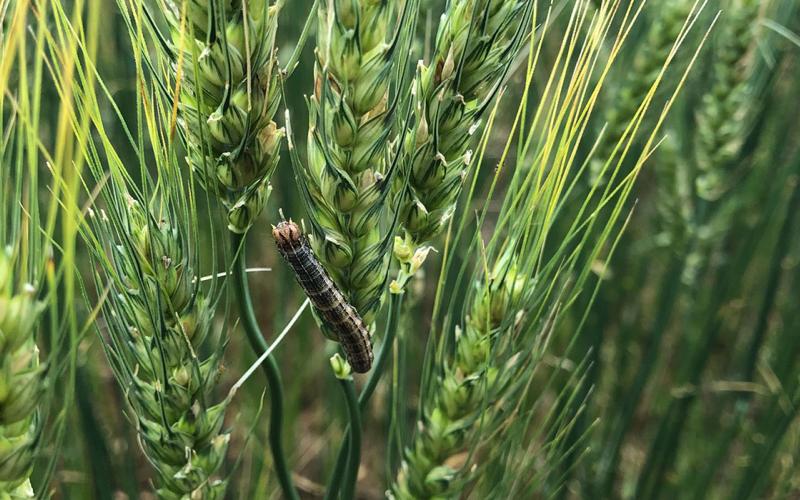 Dark colored caterpillar feeding on wheat head.