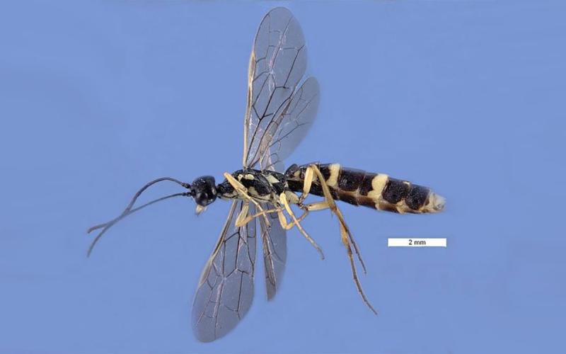 A wheat stem sawfly with long antennae, smoky wings, and black and yellow coloration. The white bar indicates a scale of 2mm.