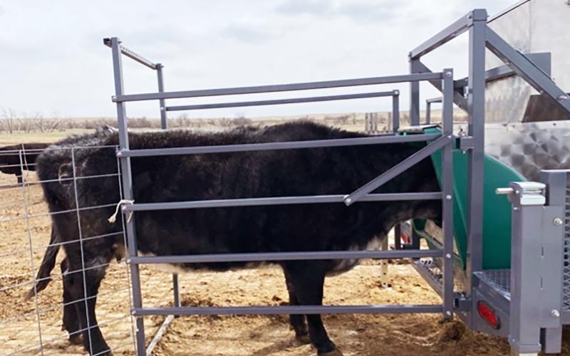 A cow at the Cottonwood Field Station with her head in the green colored chamber of the GreenFeeder