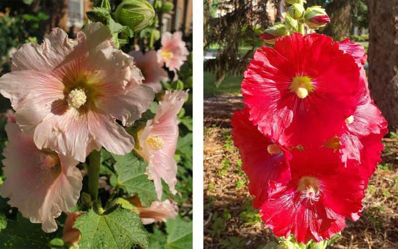Pink and red Hollyhock flower varieties.