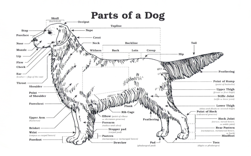 Diagram - Parts of a dog. For assistance reading this graphic and data set, please call SDSU Extension at 605-688-4792.