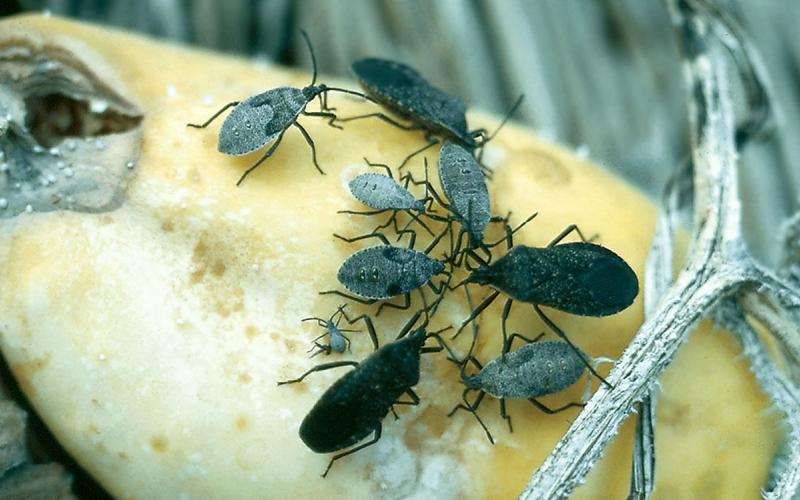 Gray tear drop shaped bugs feeding on a yellow squash.