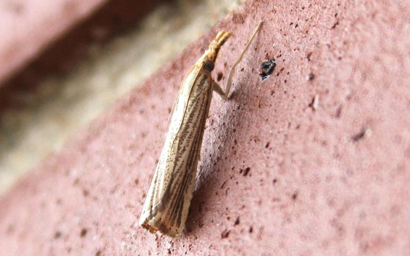 Small, white moth with a pattern of brown stripes on the wings.