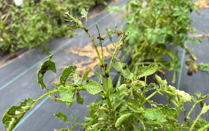 Small red and black larvae feeding on the green leaves of a potato plant.